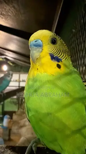 Budgies Promo Price