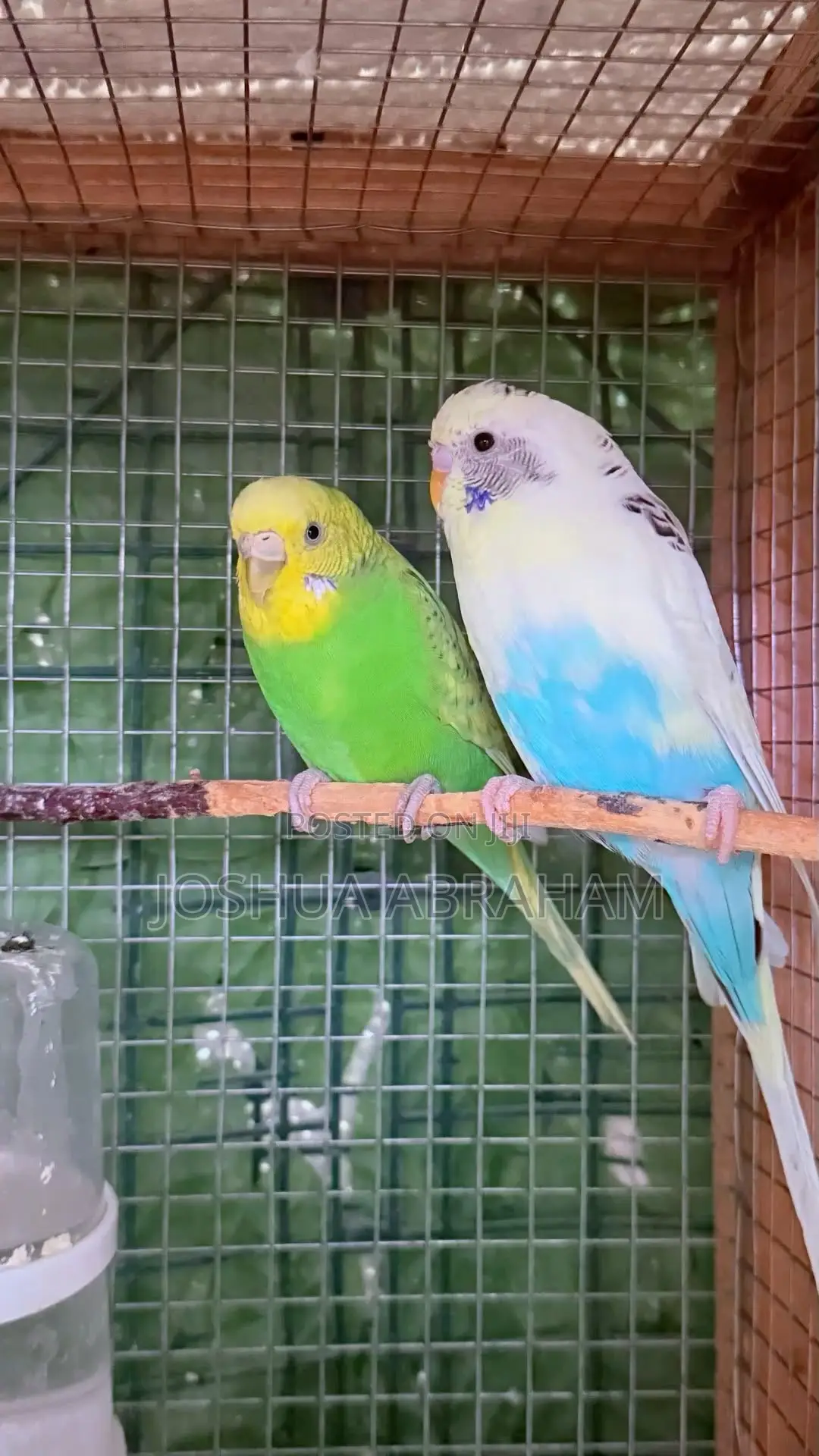 Budgies Promo Price