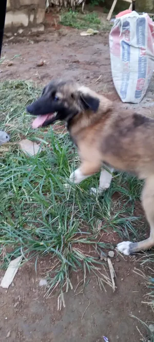 3-6 months Male Mixed Breed Caucasian Shepherd