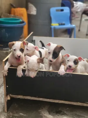 1-3 months Female Purebred American Pit Bull Terrier