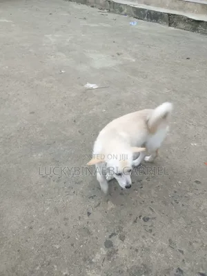 3-6 months Female Mixed Breed American Eskimo