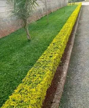 Green Area and Lawns