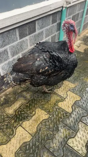 Male and Female Turkey for Sale