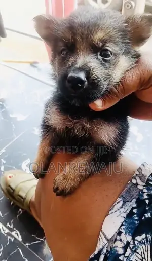 0-1 month Female Purebred German Shepherd