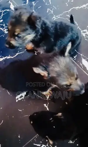 0-1 month Male Purebred German Shepherd