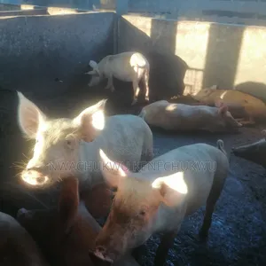 Pregnant Pigs for Sell