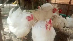 Big, Healthy Boilers Chicken for Sale!