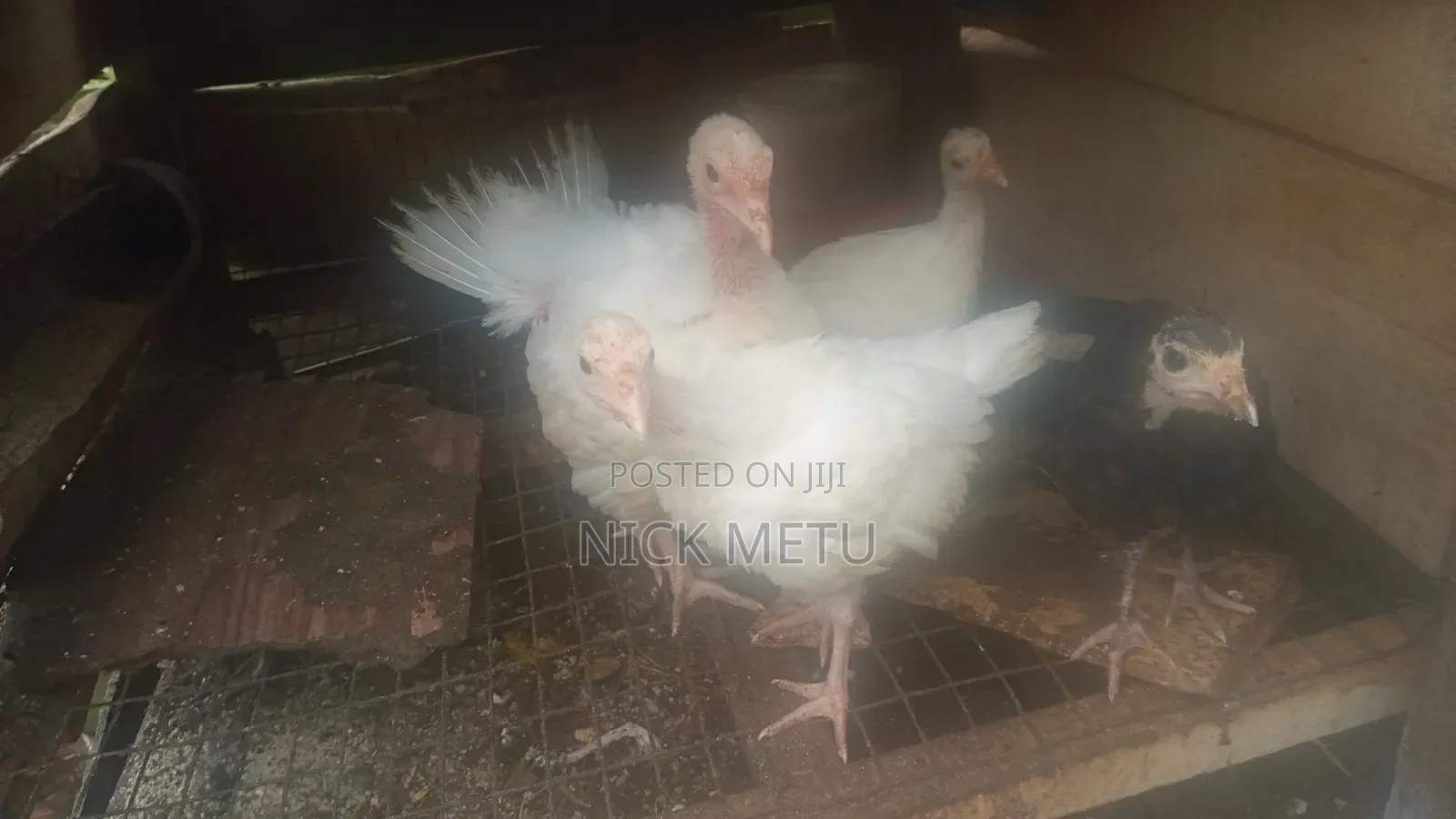 Local Turkey