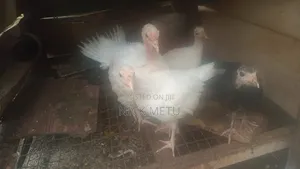 Local Turkey