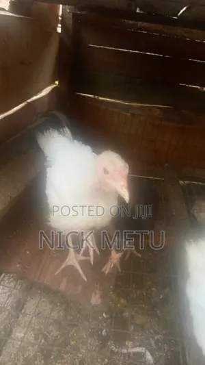 Local Turkey