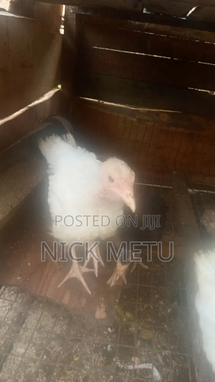 Local Turkey