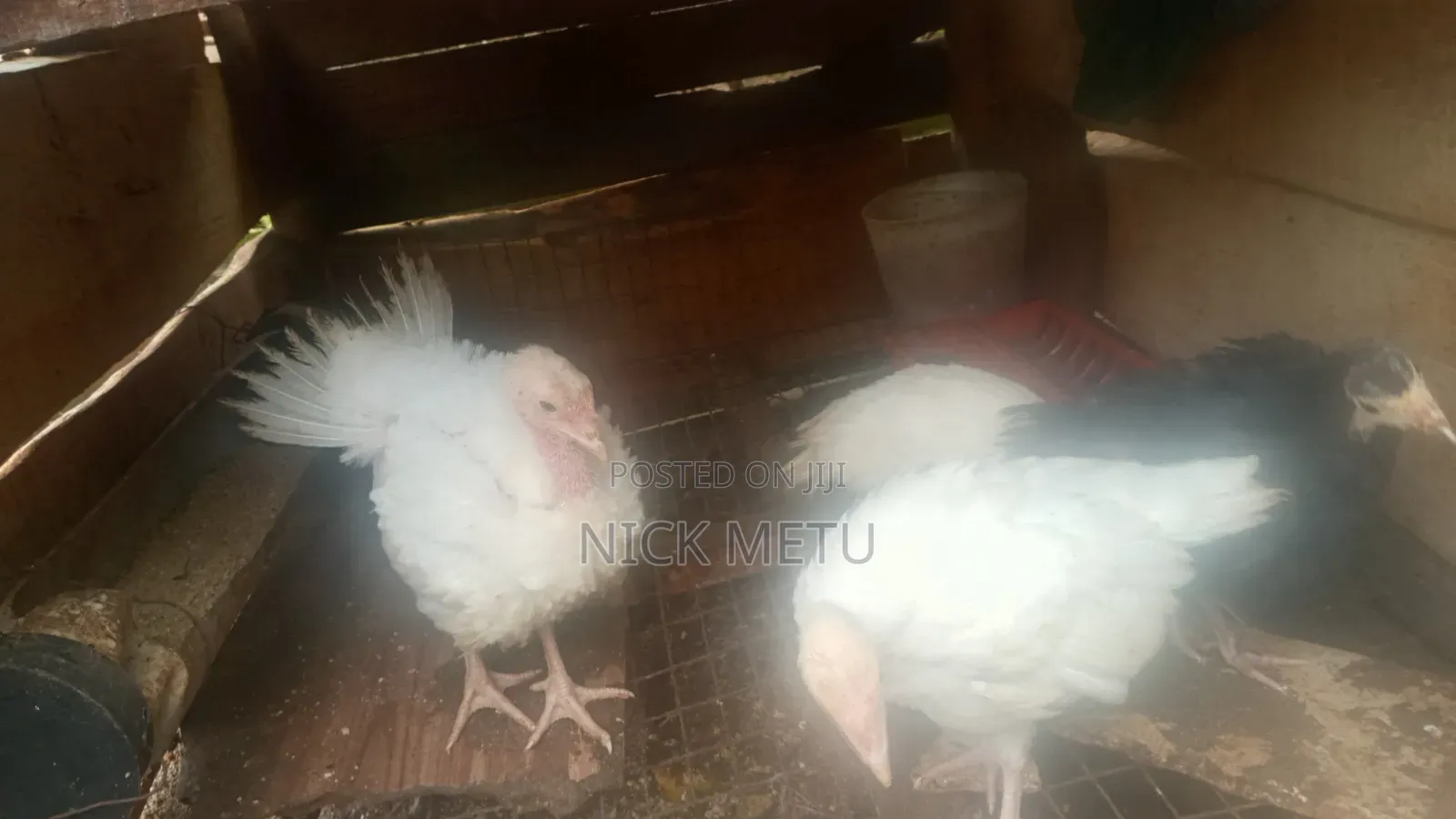 Local Turkey