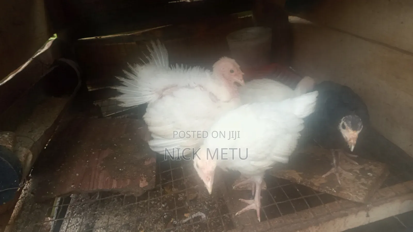 Local Turkey
