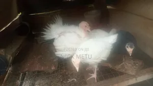 Local Turkey