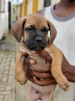 3-6 months Male Purebred Boerboel