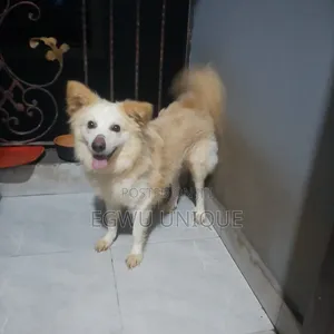 1+ year Male Mixed Breed American Eskimo