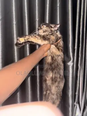 1+ year Female Mixed Breed Persian