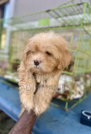 0-1 month Male Purebred Lhasa Apso