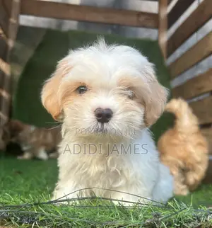 1-3 months Male Purebred Lhasa Apso
