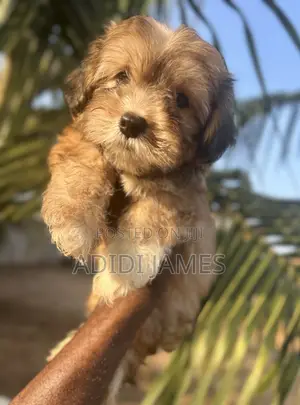 1-3 months Male Purebred Lhasa Apso
