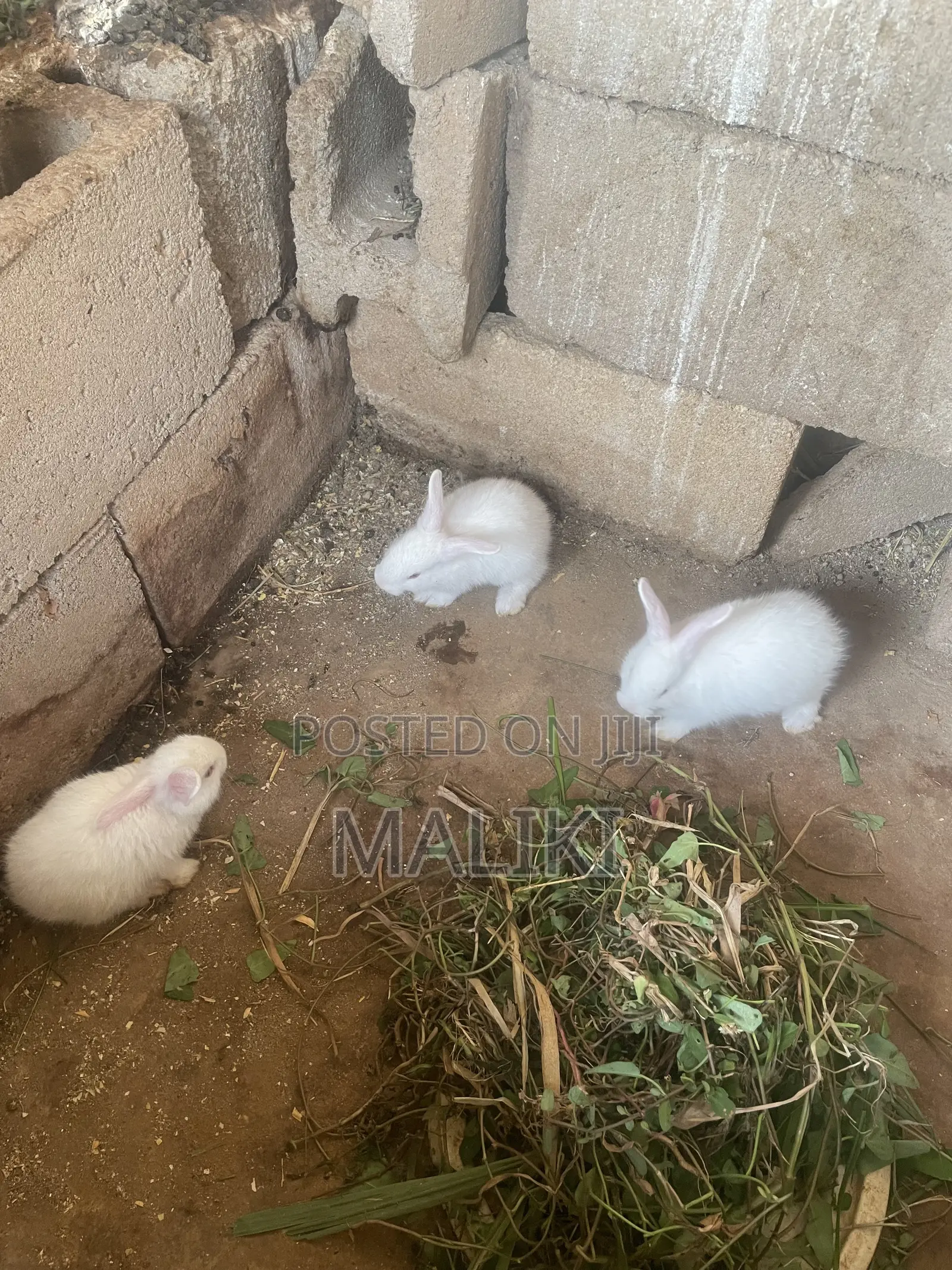 Foreign Rabbits Available