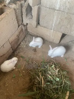 Foreign Rabbits Available