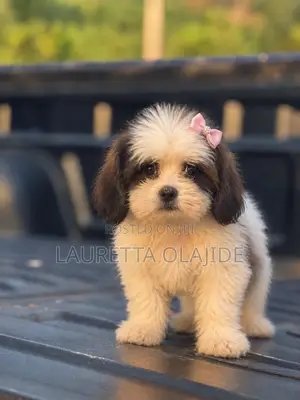 1-3 months Female Purebred Lhasa Apso