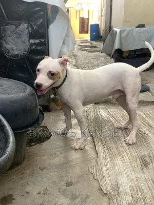 6-12 months Male Purebred American Pit Bull Terrier