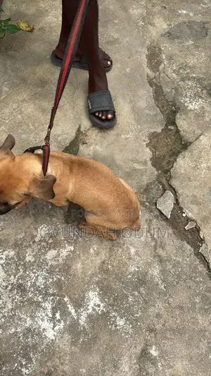 1-3 months Male Purebred Boerboel