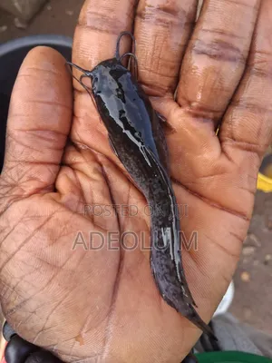 Catfish Juveniles