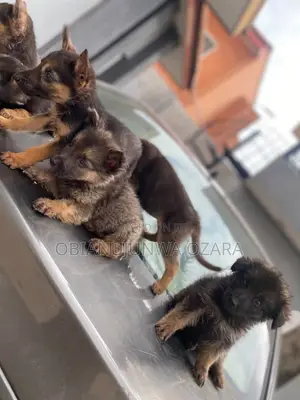 1-3 months Female Purebred German Shepherd