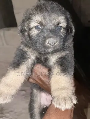 1-3 months Female Purebred German Shepherd