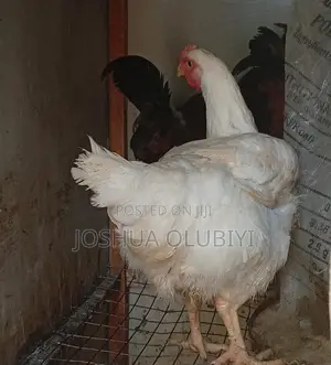 Mature Male Noilers & Broilers for Sale - Limited Stock