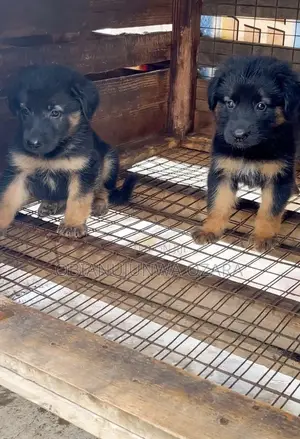 1-3 months Female Purebred German Shepherd