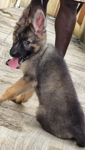 3-6 months Female Purebred German Shepherd