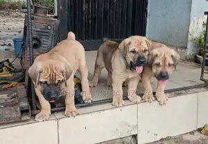 3-6 months Male Purebred Boerboel