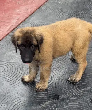 3-6 months Female Purebred Caucasian Shepherd