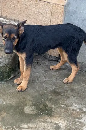 3-6 months Male Purebred German Shepherd