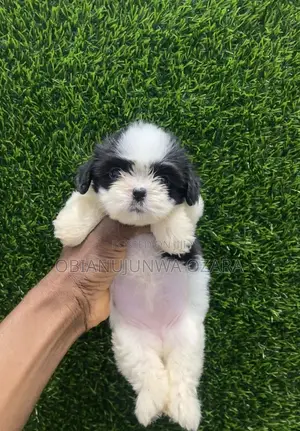 1-3 months Female Purebred Lhasa Apso