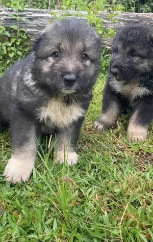 1-3 months Male Purebred Caucasian Shepherd