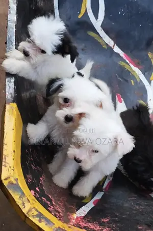 1-3 months Female Purebred Lhasa Apso