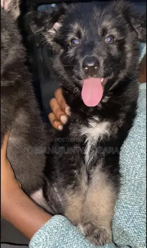 1-3 months Male Purebred German Shepherd
