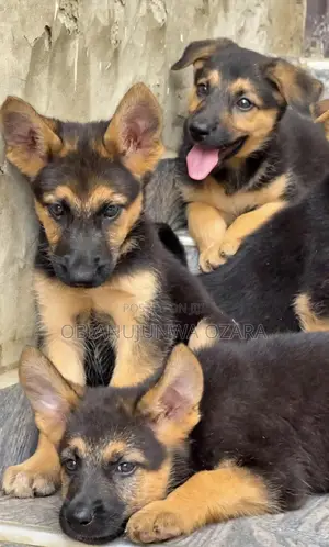 3-6 months Female Purebred German Shepherd