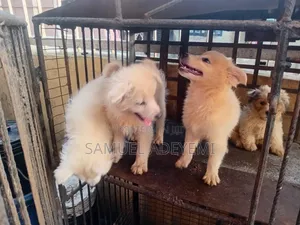 1-3 months Male Purebred American Eskimo