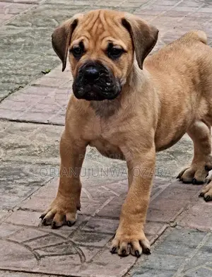 1-3 months Female Purebred Boerboel