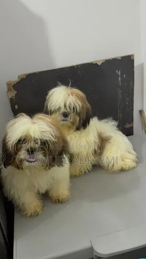 1-3 months Male Purebred Lhasa Apso