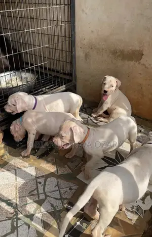 1-3 months Female Purebred Dogo Argentino