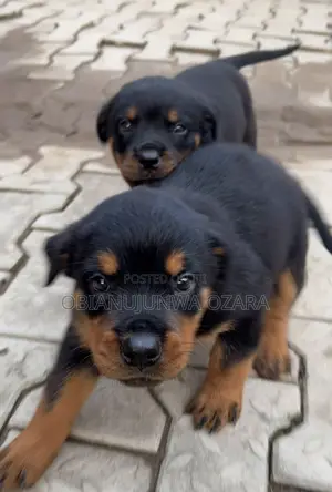 1-3 months Female Purebred Rottweiler