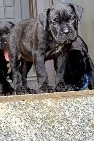 1-3 months Female Purebred Cane Corso