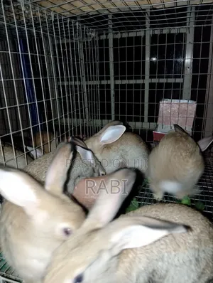 Rabbits Pure Breed